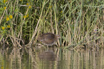 Tüpfelsumpfhuhn (Porzana porzana), Klingnauer Stausee