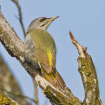 Grauspecht (Picus canus) M, Klingnauer Stausee
