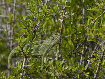 Europäisches Chamäleon (Chamaeleo chamaeleon), Portugal