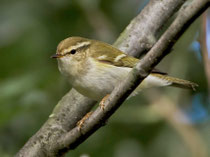 Gelbbrauen-Laubsänger (Phylloscopus inornatus), Helgoland 