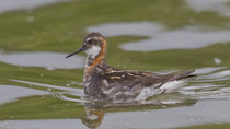 OdinshüOdinshühnchen (Phalaropus robatus), Verstmannsvatn, Island