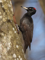 Schwarzspecht (Dryocopus martius), Windisch