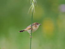 Zistensänger (Cisticola juncidis), Ria Formosa, Portugal