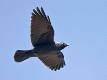 Dohle (Corvus monedula), Leuggern AG
