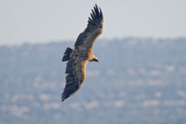 Gänsegeier (Gyps fulvus), Monfragüe-Nationalpark, Extremadura E