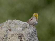 Türkenammer (Emberiza cineracea), Ipsilou, Lesbos