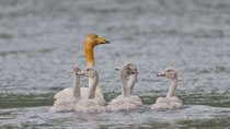 Singschwan (Cygnus cygnus), mit Jungvögeln, Akureyri (Island)