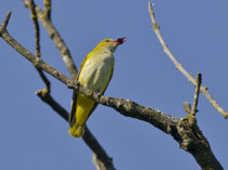 Pirol (Oriolus oriolus) W, Flachsee