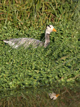 Streifengans (Anser indicus), Klingnauer Stausee