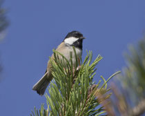 Tannenmeise (Periparus ater), Schinznach