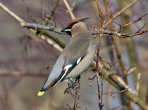 Seidenschwanz (Bombycilla garrulus), Pfäffikersee