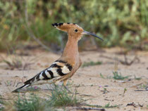 Wiedehopf (Upupa epops), Donana, Spanien