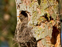 Amsel nistet in einer alten Spechthöhle, Brugg