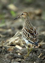 Graubrust-Strandläufer (Calidris melanotos), Nuolener Ried, Gast aus Nordamerika