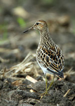 Graubrust-Strandläufer (Calidris melanotos), Nuolener Ried