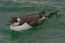 Trottellumme juv. (Uria aalge), Helgoland D
