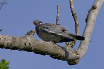 Ringeltaube (Columba palumbus), Stille Reuss