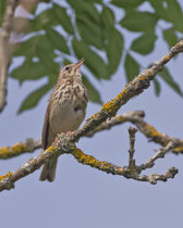 Baumpieper (Anthus trivialis), Thalheim