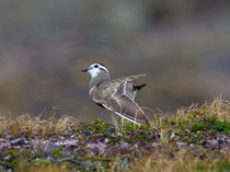 Mornellregenpfeifer (Charadrius adriaticus), im PK, Berlevag, Norwegen