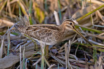 Bekassine (Gallinago gallinago), Klingnauer Stausee