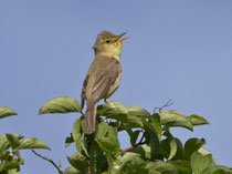 Orpheusspötter (Hippolais polyglotta), Mettau AG