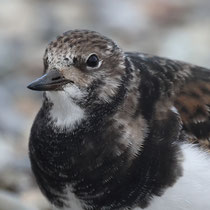 Steinwälzer (Arenaria interpres), Jona SG