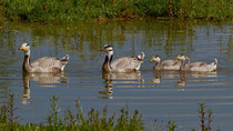 Streifengans (Anser indicus), Petite Camargue Alsacienne F