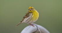 Girlitz (Serinus serinus), Schinznach