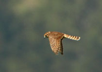 Merlin (Falco colombarius), Gurnigel BE