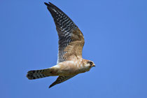Rotfussfalke (Falco vesperinus), Stille Reuss, Rottenschwil