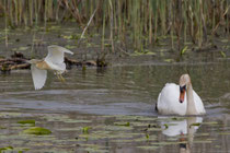 Rallenreiher (Ardeola ralloides), Stille Reuss, Rottenschwil