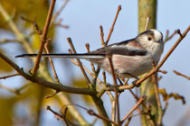 Schwanzmeise (Aegithalos caudatus), Klingnauer Stausee