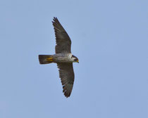 Wanderfalke (Falco peregrinus), Ekkeroy/Varanger, Norwegen