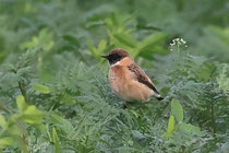 Pallasschwarzkehlchen (Saxicola maurus), Chatzensee