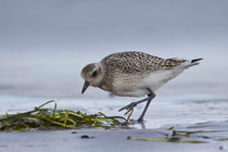 Kiebitzregenpfeifer (Pluvialis squatarola), Prerow, Mecklenburg-Vorpommern