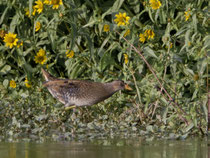 Tüpfelsumpfhuhn (Porzana porzana), Klingnauer Stausee