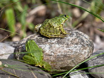 Wasserfrosch (Gattung Pelophyla), Villnachern