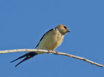 Rötelschwalbe (Cecropis daurica), Trujillo, Spanien