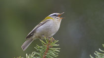 Sommergoldhähnchen (Regulus ignicapilla), Villnachern