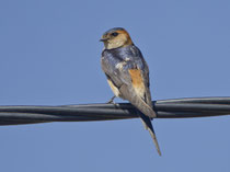 Rötelschwalbe (Cecropis daurica), Castro Verde, Portugal