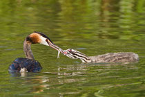 Haubentaucher beim Füttern, Klingnauer Stausee