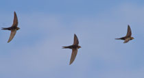 Mauersegler (Apus apus), Brugg
