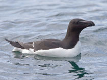 Tordalk (Alca torda), Hornoya/Varanger, Norwegen