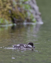 Spatelente Küken (Bucephala islandica), Island