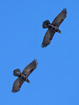 Kolkrabe (Corvus corax), Gemmi (Leukerbad) VS