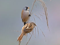 Bartmeise (Panurus biarmicus), Klingnauer Stausee