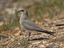 Rotflügel-Brachschwalbe (Glareola pratincola), Castro Verde, Portugal