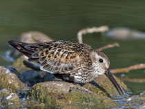 Alpenstrandläufer (Calidris alpina), Jona