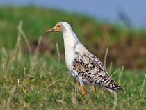 Kampfläufer (Philomachus pugnax), Männchen im Prachtkleid, Biebrza Nationalpark, Polen