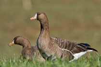 Blässgans (Anser albifrons), Flachsee AG